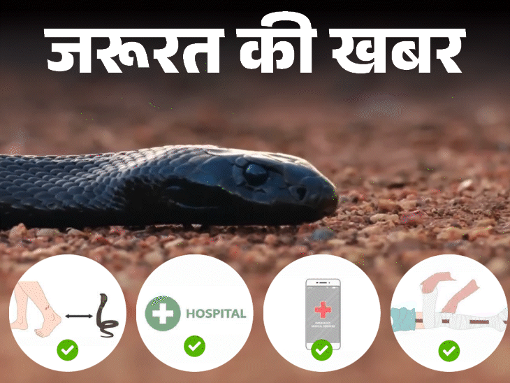 जरूरत की खबर- मानसून में बढ़ता सांप काटने का जोखिम:घर को कैसे रखें सुरक्षित, सांप काटे तो तुरंत करें ये 5 काम, न करें 4 गलतियां