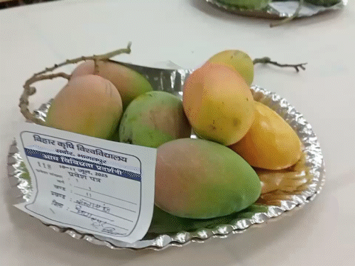 हरियाणा में आज शुरू होगा तीन दिवसीय मैंगो मेला:2 ग्राम से 2.5 किलो तक के आम दिखेंगे; 6 राज्यों के किसान आएंगे, खास होने की ये चार वजहें