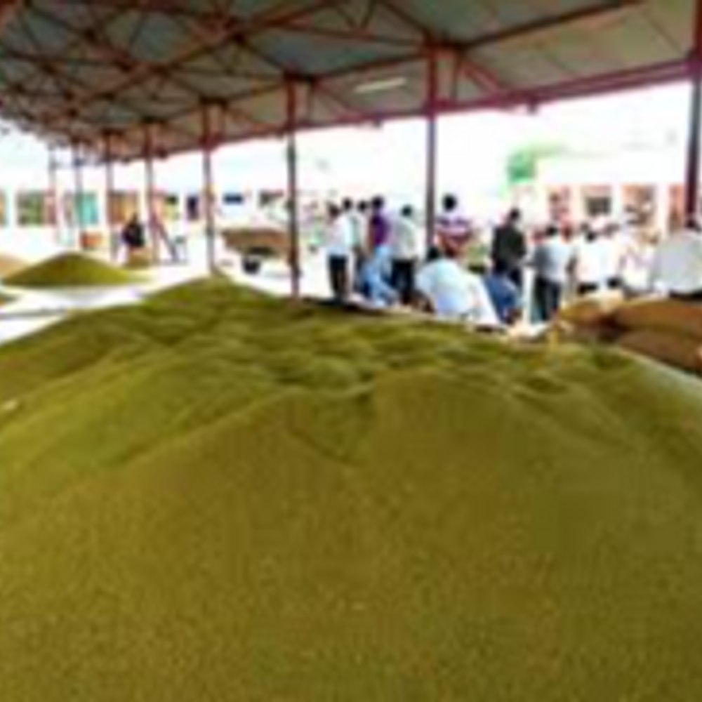 मंत्री, पूर्व विधायक के वेयरहाउस समेत 12 खरीदी केंद्र बनाए:खंडवा में आज से मूंग की खरीदी, एक महीने चलेगी; कलेक्टर ने कमेटी बनाई