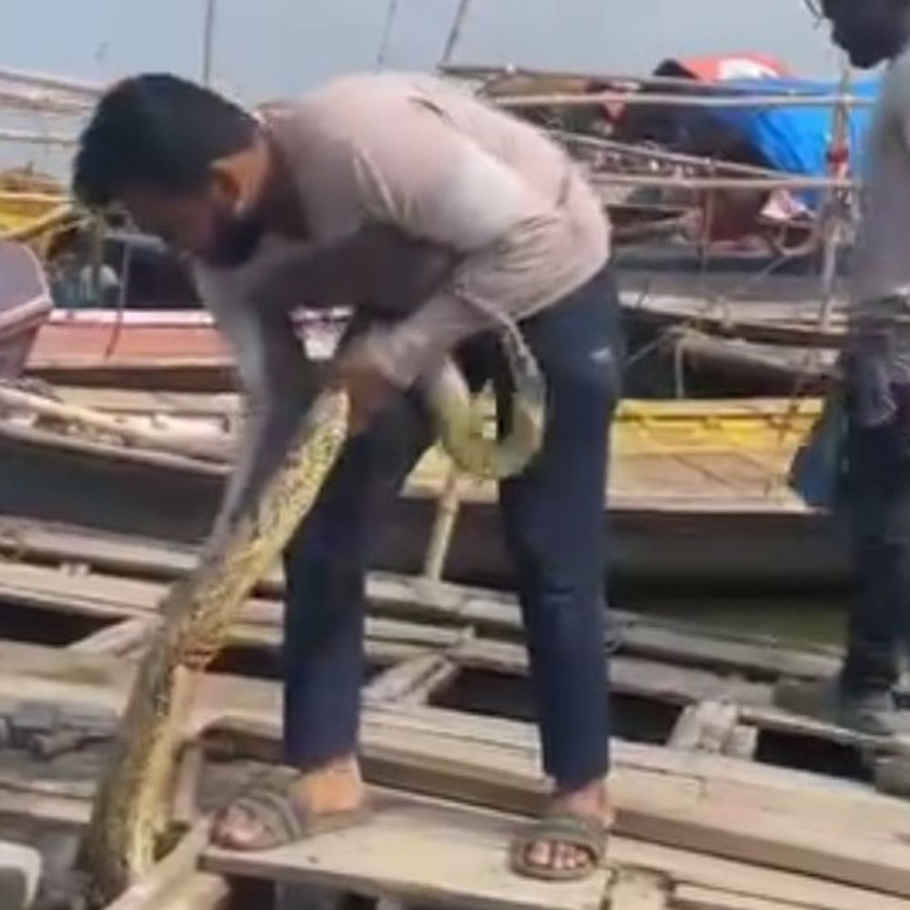 संगम की नाव में निकला अजगर:यात्रियों की सूझबूझ से टली दुर्घटना, वन्य टीम ने जंगल में छोड़ा
