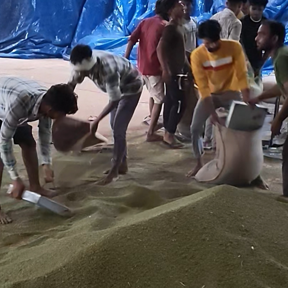 नर्मदापुरम में आज से समर्थन मूल्य पर मूंग खरीदी शुरू:जिलेभर में 68 केंद्र बनाए, पंजीयन की तारीख बढ़ाने की मांग