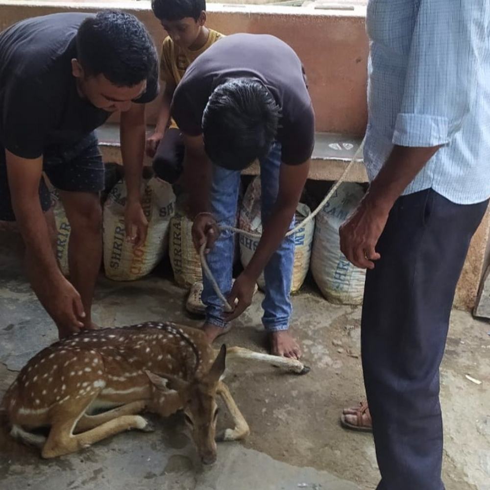 भैंरो दरवाजे के पास सड़क पर आया हिरण का बच्चा:टक्कर लगने के बाद लोगों ने वन विभाग को सूचना दी, रेस्क्यू किया