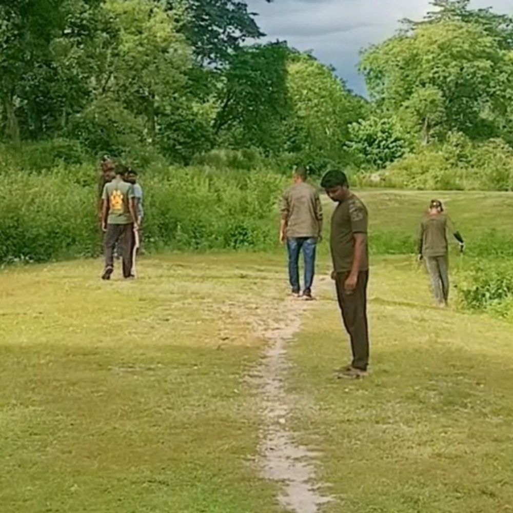 पश्चिम चंपारण में बाघ ने मचाया आतंक:खेत में चर रही तीन बकरियों को मार डाला, वन विभाग ने शुरू की ट्रैकिंग