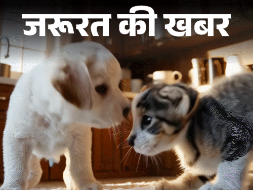 जरूरत की खबर- मानसून में पेट्स में बढ़ता टिक्स इन्फेक्शन:बारिश में देखभाल के 10 जरूरी टिप्स, कैसे रखें हाइजीन और डाइट का ख्याल