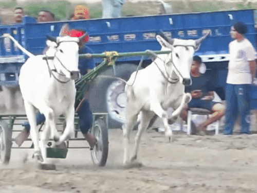 पंजाब में किला रायपुर ओलिंपिक को विधानसभा से हरी झंडी:पशु क्रूरता एक्ट में संशोधन, बैलों पर नहीं चलेगा डंडा; राज्यपाल की मुहर बाकी