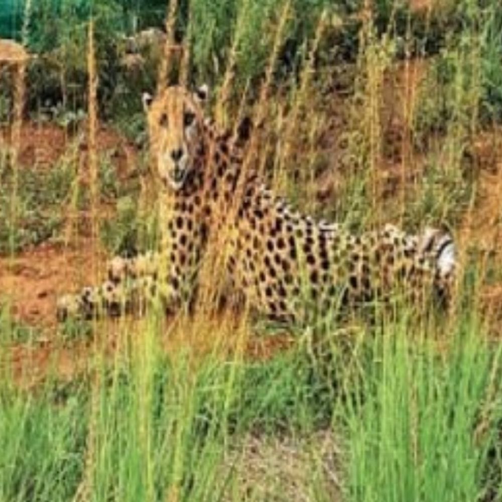 कूनो में नामीबिया से लाई गई चीता नभा की मौत:चोट से घायल हुई थी 8 साल की मादा, एक हफ्ते से चल रहा था इलाज