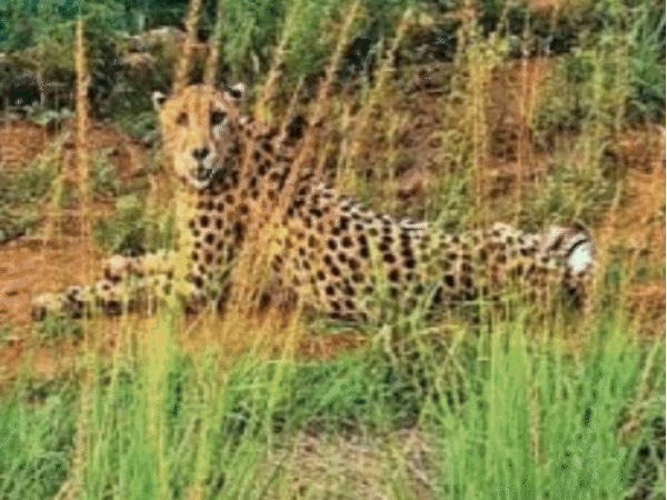 नामीबिया से लाई गई चीता नभा की मौत:8 साल की मादा घायल थी; कूनो में अब 26 चीते, इनमें 17 भारत में जन्मे
