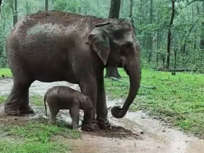 मंडला में हथिनी निर्मला ने दिया मादा शावक को जन्म:​​​​​​​कान्हा नेशनल पार्क की बाकी हथिनी कर रही देखभाल, इनको रूटीन ड्यूटी से मिली छुट्टी