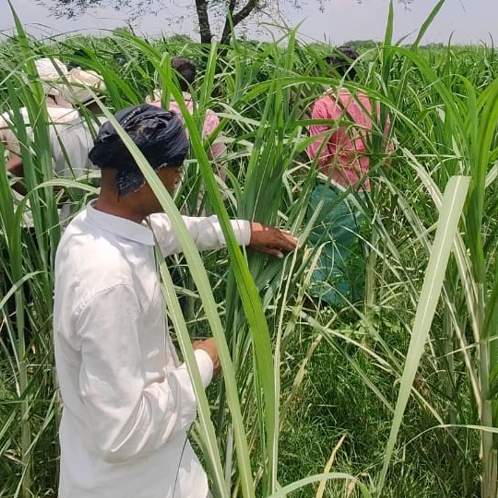 पेड़ से फंदे पर लटका मिला महिला का शव:2 दिन से घर से थी लापता, जांच में जुटी पुलिस