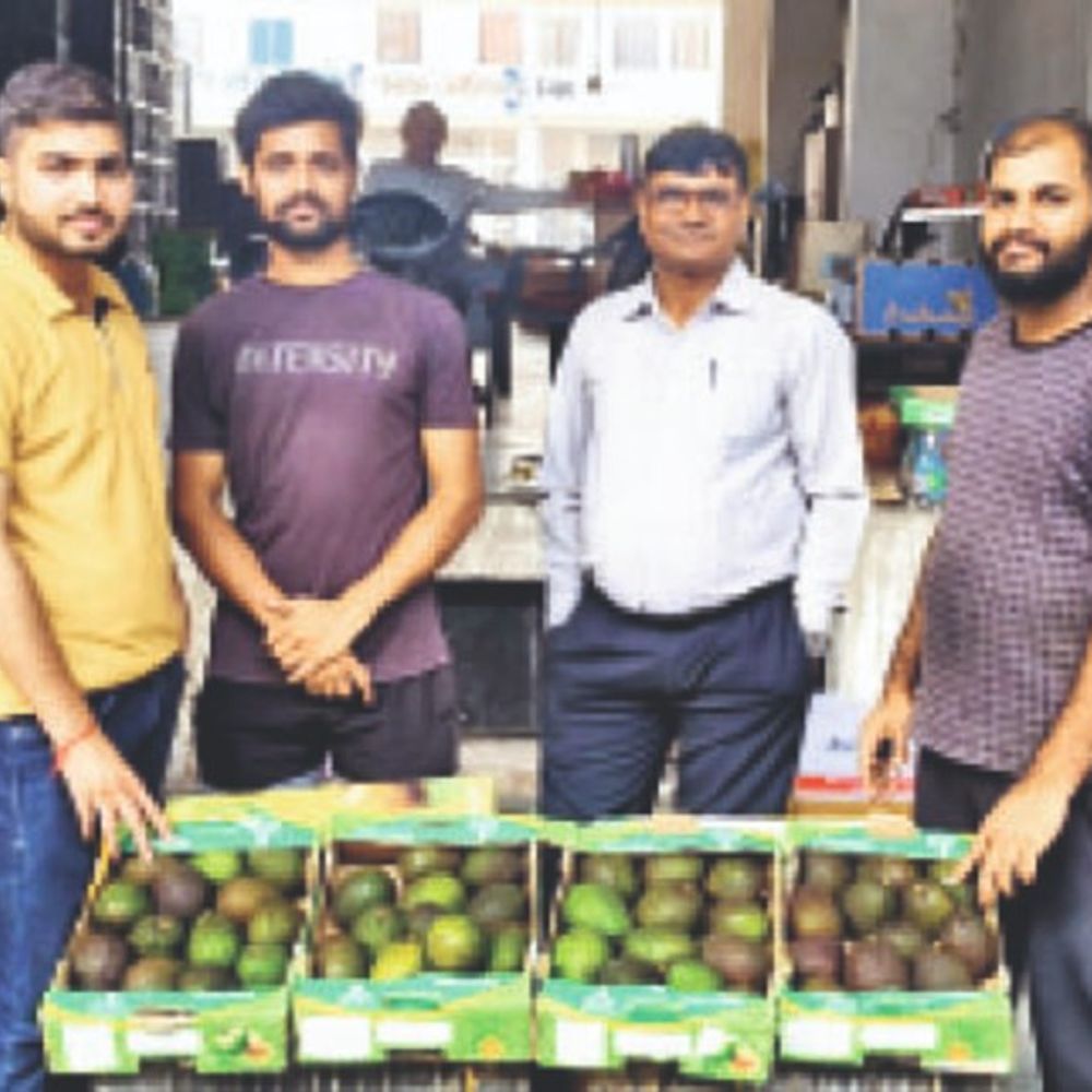 फल की कीमत में गिरावट:सुपर फ्रूट एवोकैडो ड्यूटी फ्री और समुद्री मार्ग से आने से भाव 300 रुपए किलो आए, पहले 1100 रुपए किलो तक बिकता था
