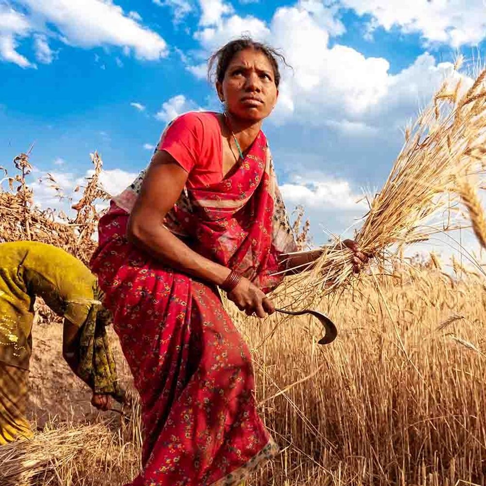 केंद्र सरकार ने प्रधानमंत्री धन-धान्य कृषि योजना को मंजूरी दी:कम कृषि उत्पादन वाले 100 जिलों पर फोकस; 1.7 करोड़ किसानों को लाभ मिलेगा
