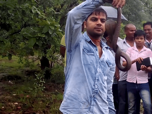 वर्ल्ड स्नेक डे...20 साल में ढाई लाख सांपों का रेस्क्यू:पहले लोग सांप देखते ही मारने दौड़ते; अब रेस्क्यू के लिए अविनाश को बुलाते है