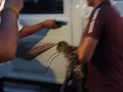 पंचकूला में तेंदुए का शावक मिला, VIDEO:कुत्तों ने किया हमला, लोगों ने बचाया; वन विभाग को सौंपा, मादा तेंदुआ की तलाश जारी