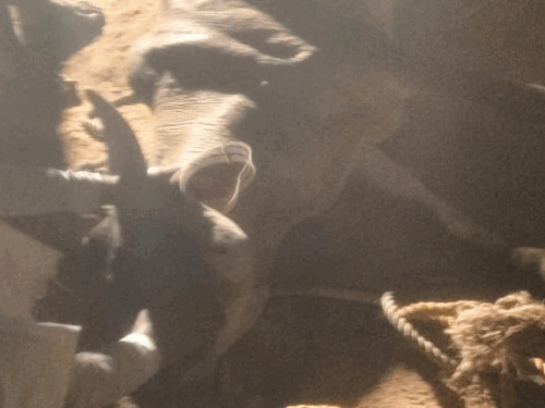 गुरुग्राम में गाय कुएं में गिरी:4 घंटे चला रेस्क्यू ऑपरेशन; फायर टीम ने बुलडोजर-रस्सियों से बाहर निकाला, खुले कुएं ढकने की अपील