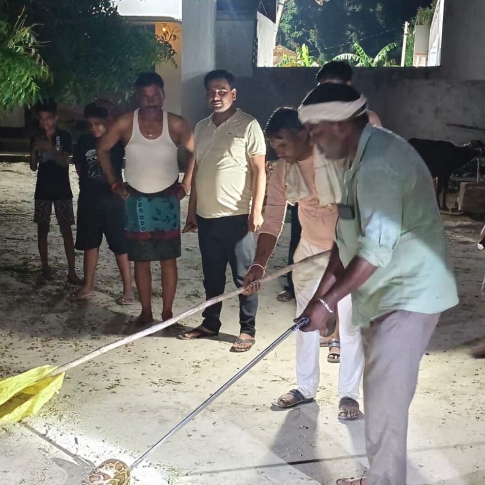 गोंडा में अजगर ने बिल्ली के बच्चे को निगला,VIDEO:बच्चे ने देखा तो मचाया शोर, वन विभाग की टीम ने पकड़ा