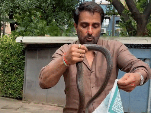 सोनू सूद की सोसाइटी में निकला सांप:एक्टर ने खुद रेस्क्यू किया, बोले- इसे जंगल में छोड़कर आएंगे, फैंस ने की जमकर तारीफें