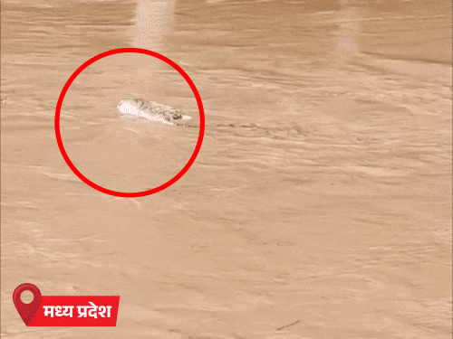 जम्मू-कश्मीर और हिमाचल में लैंडस्लाइड, 5 मौतें:MP के कान्हा टाइगर रिजर्व में बाढ़ में बहे बाघ की जान गई; उत्तराखंड-महाराष्ट्र में बारिश का अलर्ट