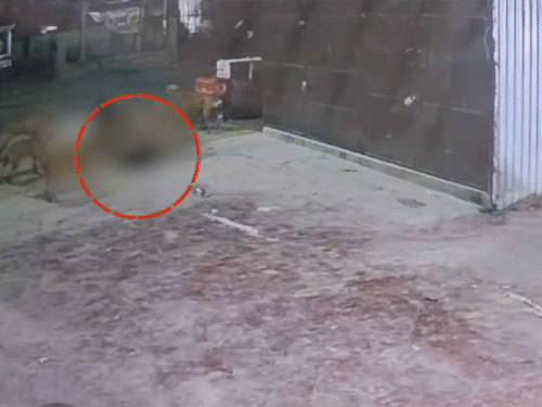 12 कुत्तों ने घेरकर महिला पर किया हमला, VIDEO:30 मिनट तक नोंचते रहे, जान बचाने के लिए भागी-चिल्लाई; जमीन पर बिखरा खून