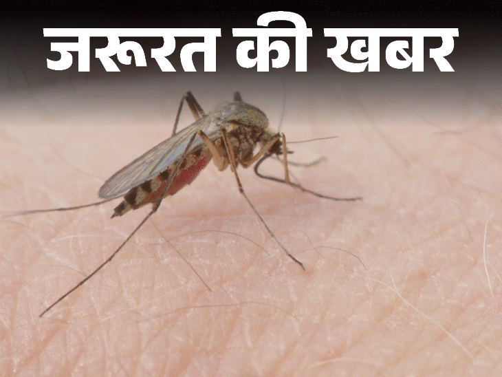 जरूरत की खबर- मानसून में बढ़ते डेंगू के मामले:इन 10 लक्षणों को न करें नजरअंदाज, हो सकता है डेंगू, बचाव के लिए 9 जरूरी सावधानियां