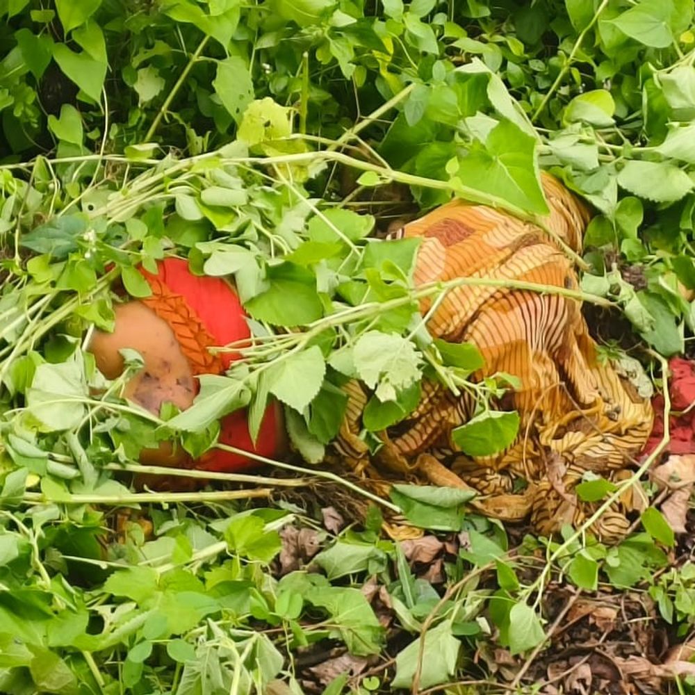 पुटु बीनने गई महिला का शव झाड़ियों में मिला:गौरेला-पेंड्रा-मरवाही के जंगल में मिली लाश; धारदार हथियार से वार के निशान