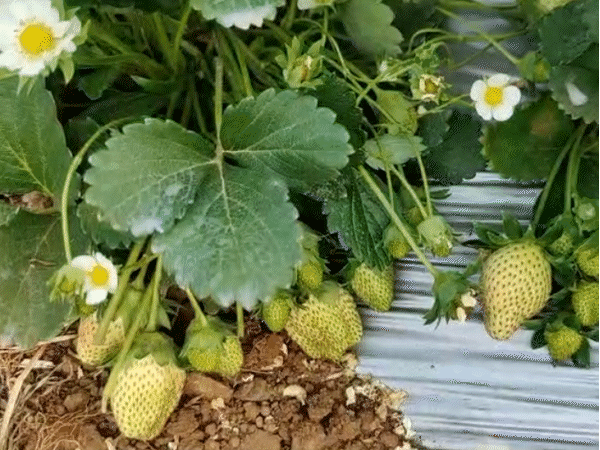 हरियाणा में वैज्ञानिकों ने खोजा स्ट्रॉबेरी में नया रोग:देश में पहली बार हुई पहचान, क्राउन रॉट से 22% उत्पादन घटा, डच जर्नल में छपी रिपोर्ट