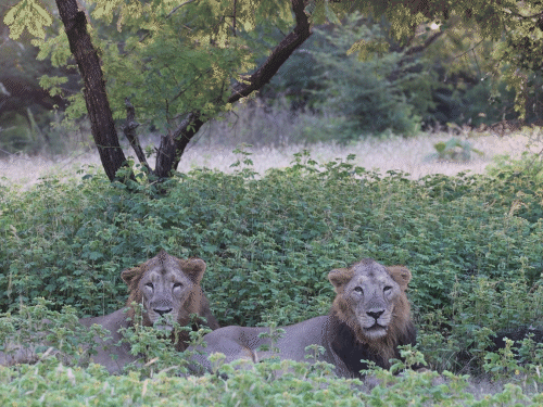 जय के बाद वीरू नाम के शेर की भी मौत:गुजरात के गिर फॉरेस्ट में मशहूर थी दोनों की दोस्ती, 35-40 किमी के क्षेत्र में राज था इनका
