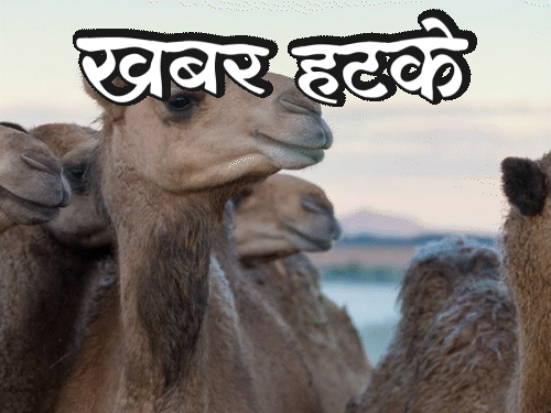 खबर हटके-अरब देशों में ऊंट का मूत्र पीने की परंपरा:टैक्स से परेशान होकर ₹75 लाख की नौकरी छोड़ी; जानिए ऐसी 5 रोचक खबरें