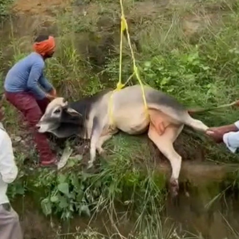 शहडोल में रेलवे ट्रैक में घायल पड़ा था नंदी:40 फीट गहरे नाले से गो सेवकों ने निकाला, ट्रेन की टक्कर से टूटा पैर