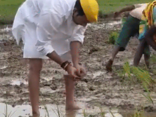 धान रोपनी के लिए खेत में उतरे तेज प्रताप:भोजपुर के शाहपुर सीट से प्रत्याशी किया घोषित, कहा- राजद सरकार गरीबों की आवाज बनेगी