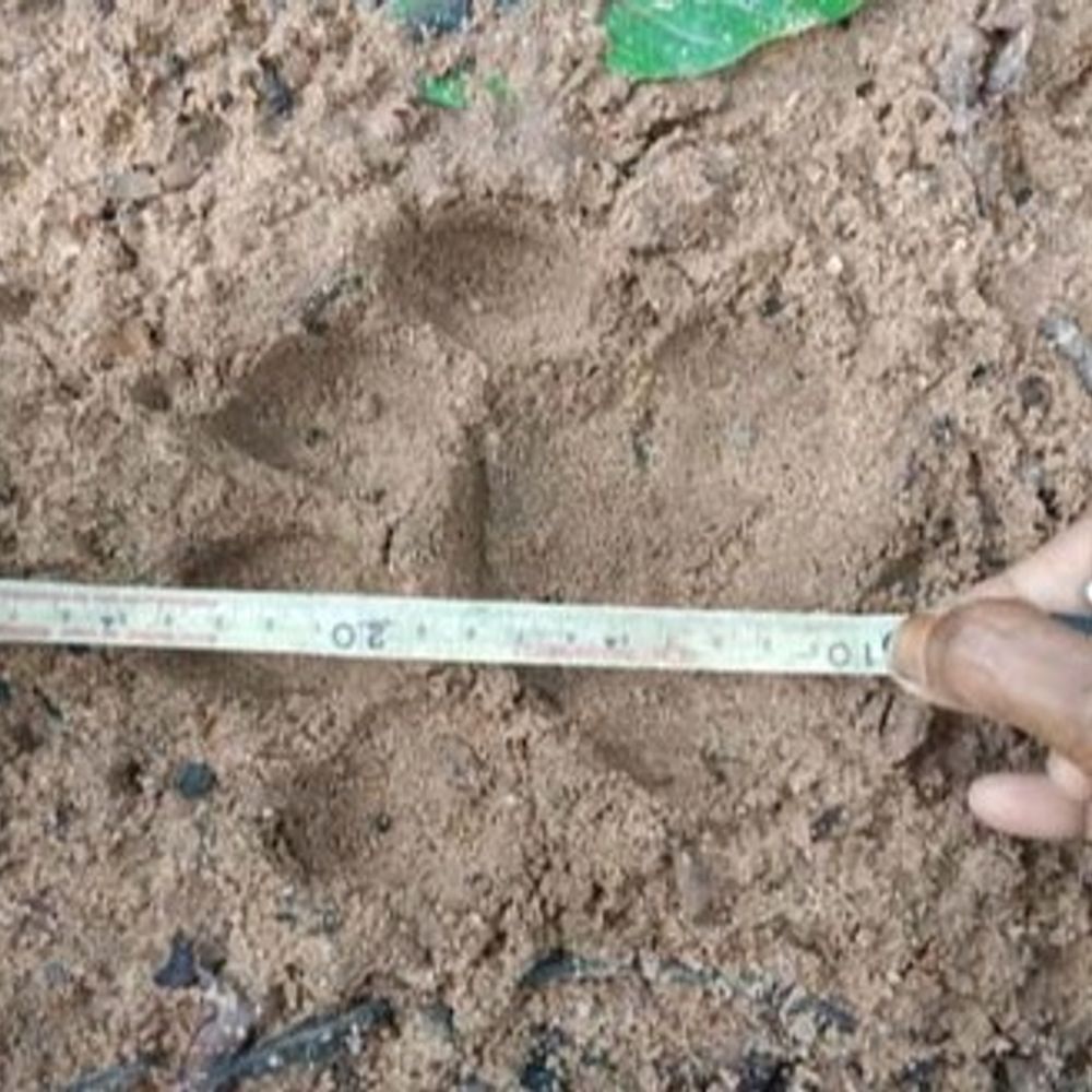 रायगढ़ में फिर देखे गए बाघ के पैरों के निशान:छाल के बाद लैलूंगा में नजर आया, विभाग ने आसपास इलाके में कराई मुनादी