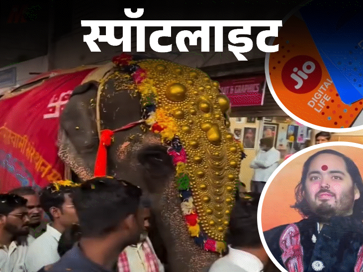 स्पॉटलाइट-अंबानी के जू में क्यों भेजी हथिनी:नाराज लोगों ने फोन से निकाल फेंकी जिओ की सिम, देखिए वीडियो