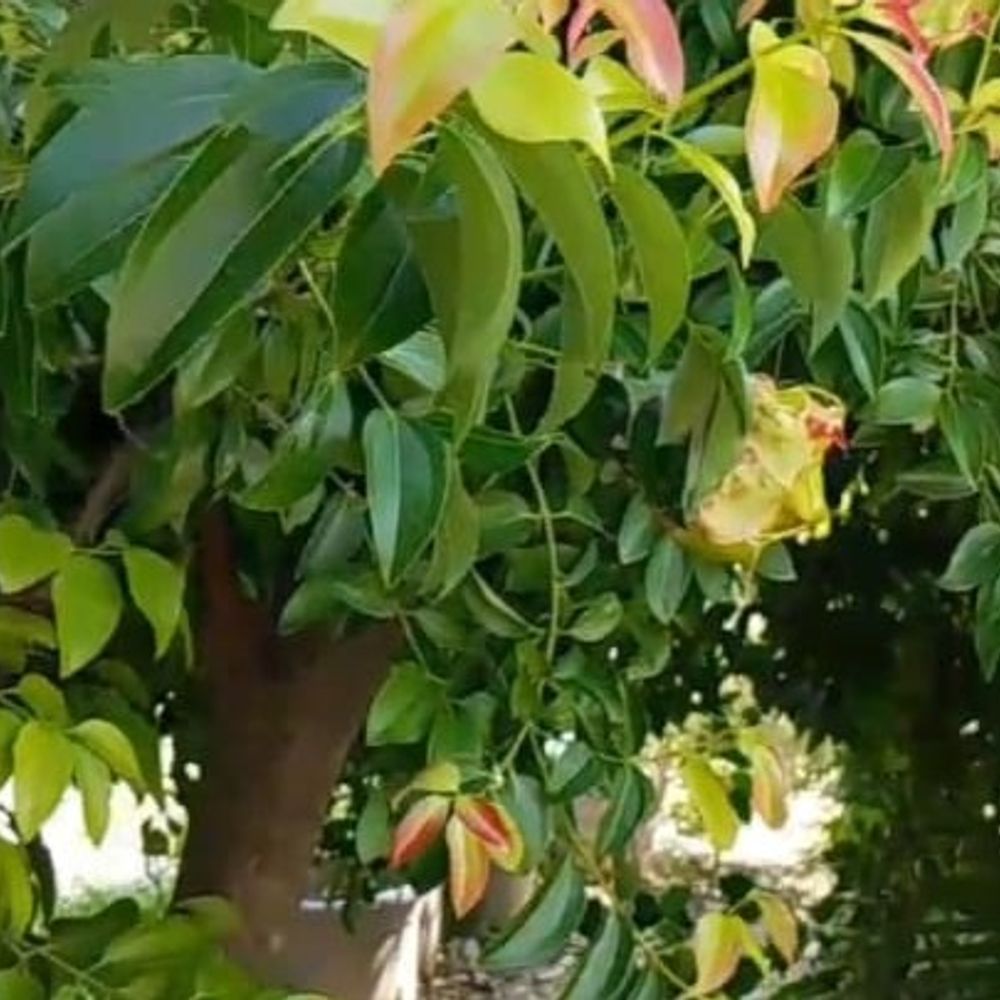 4 पौधों की क्रॉस ब्रीडिंग से तैयार आम का पेड़:सीवान के किसान अशोक सिंह ने इसके लिए नहीं ली ट्रेनिंग,बागवानी में करते कई तरह के नवाचार