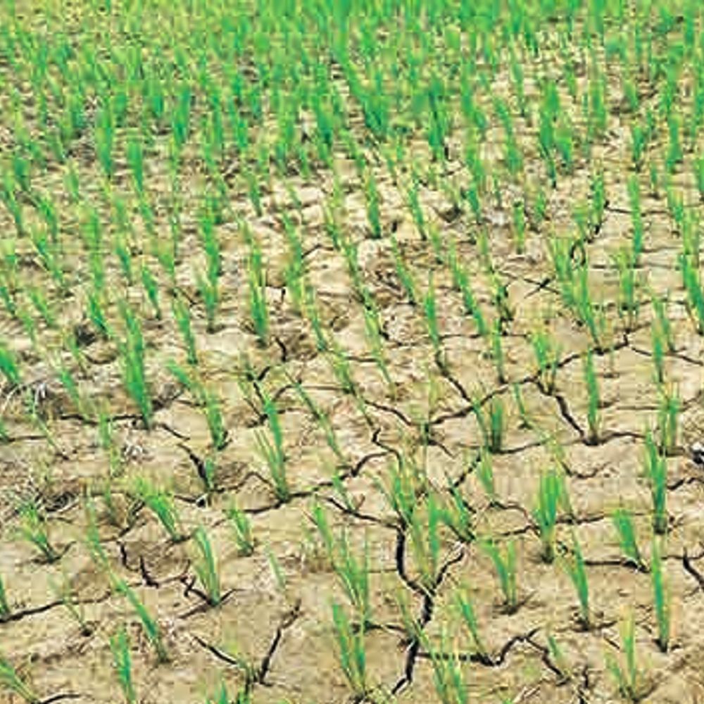 24 घंटे में औसतन 60.33 एमएम बारिश, नहरों में पानी आने के कारण धनरोपनी में मिली मदद