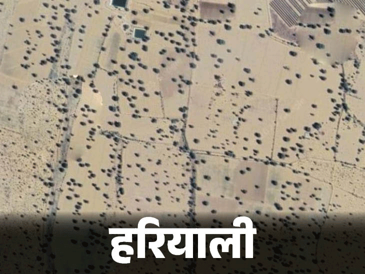 राजस्थान में सोलर प्लांट ने 5 डिग्री तक तापमान बढ़ाया:लाखों पेड़ काटने से ‘जीवन-चक्र’ तबाह, पक्षी-तितलियां गायब, खजूर-अनार का उत्पादन 75% घटा