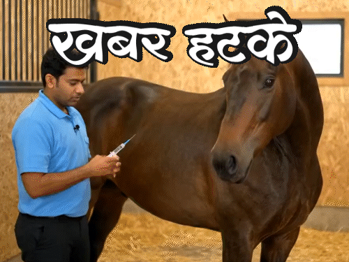 खबर हटके- घोड़ों को दिया जा रहा सांप का जहर:स्विमिंग पूल और हेलीपैड वाली कार; जानिए ऐसी ही 5 रोचक खबरें