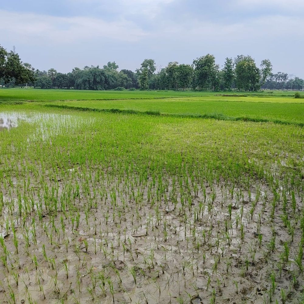 सहरसा में सामान्य से कम बारिश, सूखे जैसे हालात:किसानों के लिए डीजल अनुदान आवेदन शुरू, 74,943.51 हेक्टेयर में रोपाई पूरी