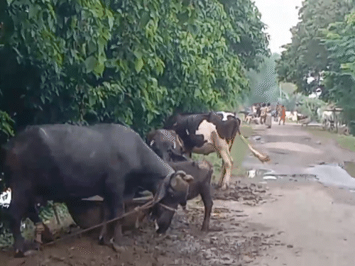 समस्तीपुर में बाढ़ की चपेट में 18 पंचायत:30 हजार की आबादी प्रभावित, 50 नाव रखें सुरक्षित, किचन की भी तैयारी पूरी
