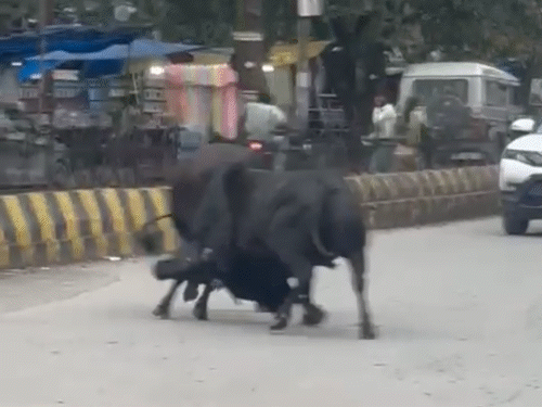 मेन रोड पर आधे घंटे तक लड़ते रहे सांड, VIDEO:कोरबा में लगी गाड़ियों की लंबी लाइन; कई वाहन क्षतिग्रस्त