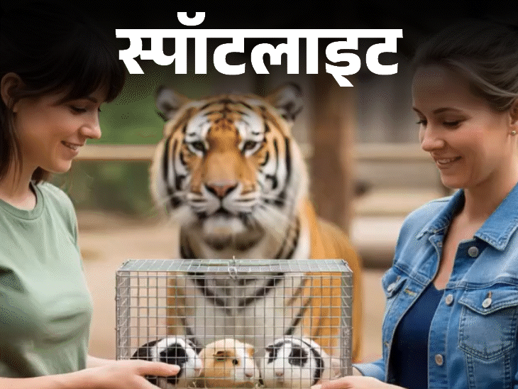 स्पॉटलाइट-जंगली जानवरों को खिला दिए जाएंगे पालतू घोड़े और खरगोश:क्यों उठाया गया ये कदम, देखें वीडियो