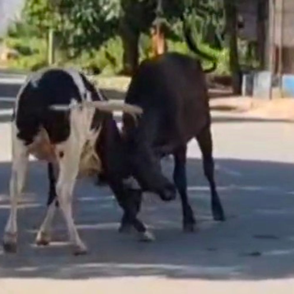 कन्नौज में आवारा गौवंशों का सड़कों पर आतंक:गौशाला बनाकर बंद की गई, टेंपो स्टैंड का बोर्ड लगाया
