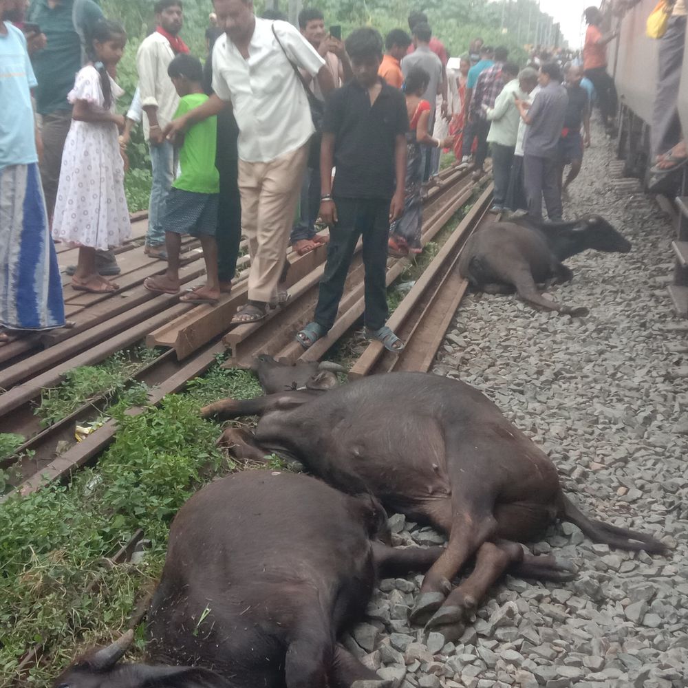 हादसे का शिकार होने से बची लोकमान्य तिलक गोड्डा एक्सप्रेस:नाथनगर में ट्रैक पर आई 9 भैंसों से टकराई ट्रेन, 5 जानवरों की मौके पर मौत
