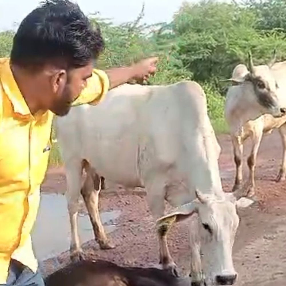 घायल गाय को लेकर प्रधान और युवक में विवाद:हमीरपुर में एनएच का मामला, जांच में जुटी पुलिस