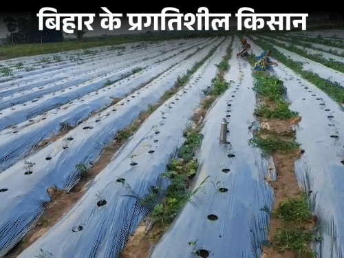 बिहार में इजराइली तकनीक से खेती कर रहे युवा किसान:खेत में मेढ़ बनाकर पौधों की जड़ों तक पहुंचा रहे पानी, खाद; 1 एकड़ खेत में 40 हजार की लागत
