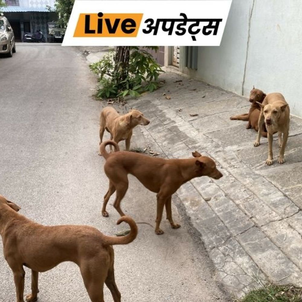 भास्कर अपडेट्स:सुप्रीम कोर्ट का दिल्ली-NCR के आवारा कुत्तों को पकड़कर शेल्टर होमे भेजने का आदेश, रोकने वालों पर होगी कार्रवाई