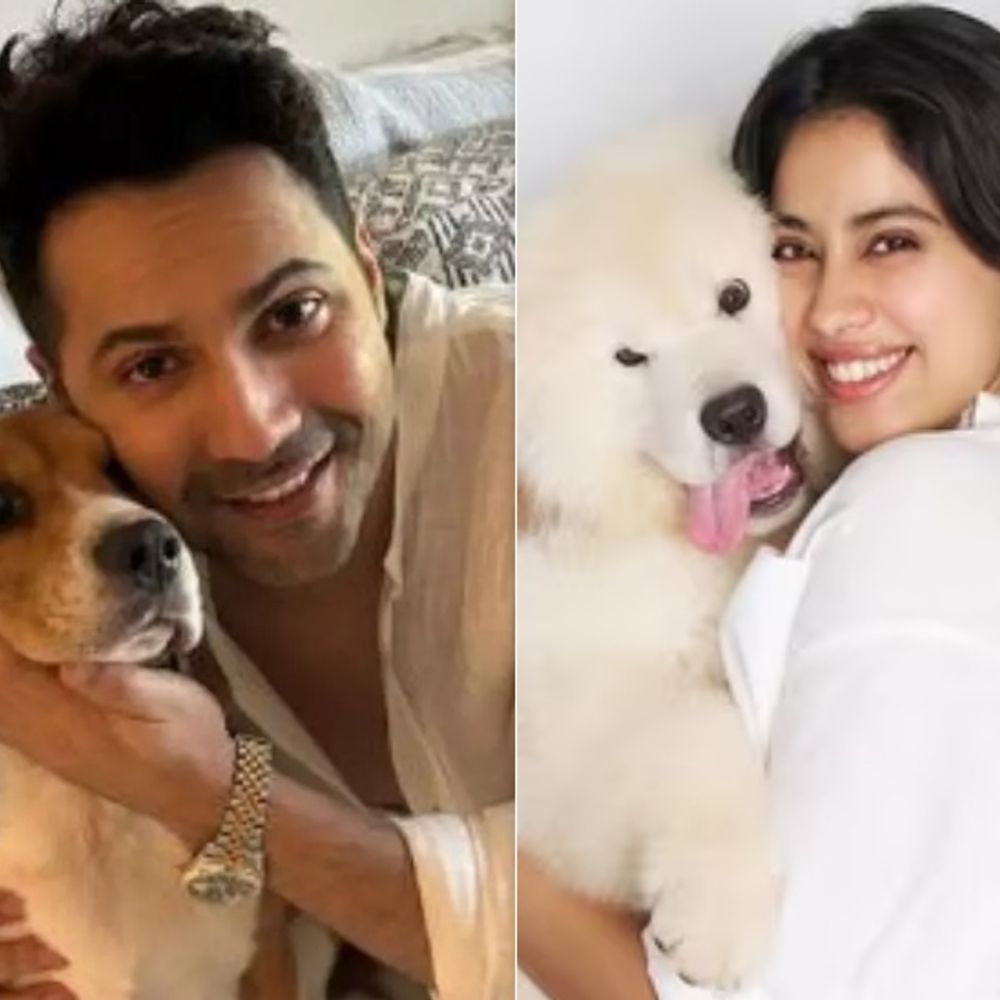 आवारा कुत्तों पर सुप्रीम कोर्ट के आदेश का विरोध:जान्हवी कपूर, वरुण धवन समेत कई सेलेब्स ने जताई आपत्ति, SC का आदेश- 8 दिनों में शहर से हटाएं