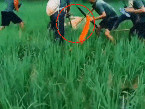 टाइगर के मुंह से वनकर्मी को छीन लाए, VIDEO:6 लोगों ने लाठी-डंडे से पीटकर बाघ से अलग किया; किसान को खा गया