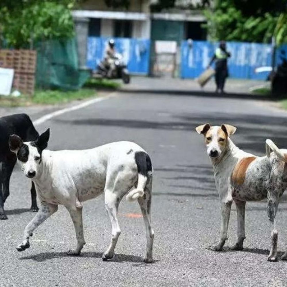 सुप्रीम कोर्ट में आज आवारा कुत्तों के मामले पर सुनवाई:3 जजों की बेंच सुनेगी, SC ने कहा था- दिल्ली-NCR के कुत्तों को शेल्टर होम भेजें