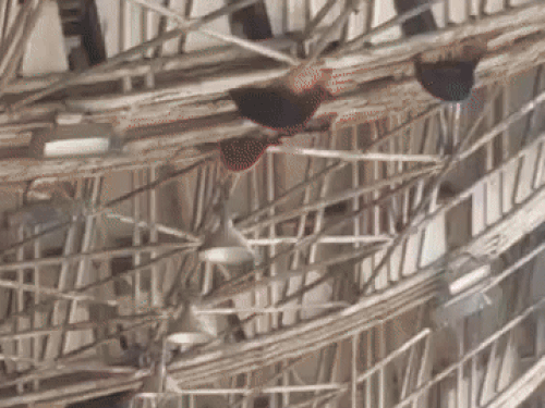 रोहतक के जर्जर हाल स्टेडियम में मनेगा आजादी का पर्व:बिल्डिंग का निकल रहा प्लास्टर, सीएम नायब सैनी करेंगे ध्वजारोहण