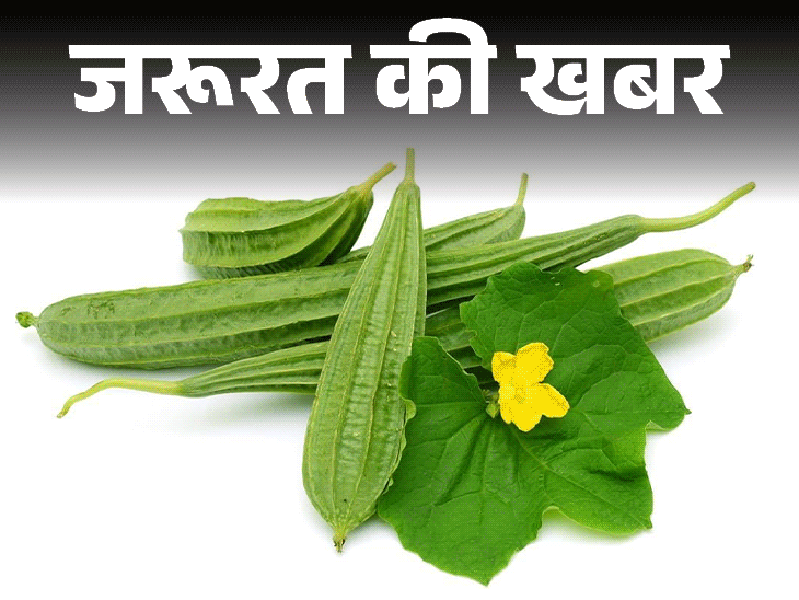 जरूरत की खबर- तुरई के 9 हेल्थ बेनिफिट्स:कैल्शियम-पोटेशियम से भरपूर, वेटलॉस में मददगार, डॉक्टर से जानें किसे नहीं खाना चाहिए