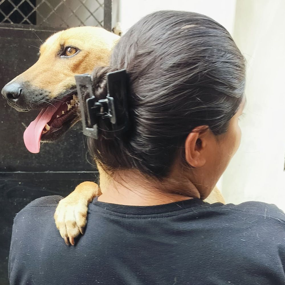 प्रयागराज में टीचर ने स्ट्रीट डॉग को मारी गोली, मौत:गाय भी घायल, आत्मरक्षा का दावा; आरोपी गिरफ्तार